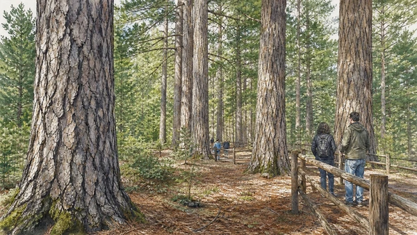 Original documentary watercolour of The Giants of Sila at Fallistro: old trees in a managed landscape in Sila · Calabria, showing accurate architecture, landscape, people and present-day use