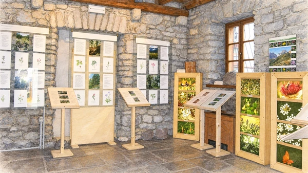 Watercolour: Forni di Sopra park visitor centre actual botanical exhibition in stone-walled room