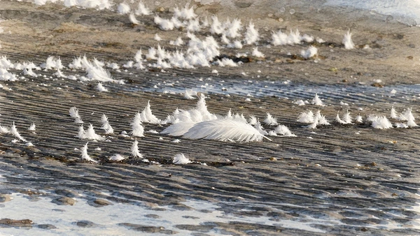 Watercolour: White bird feathers on wet sediment in Valle Cavanata