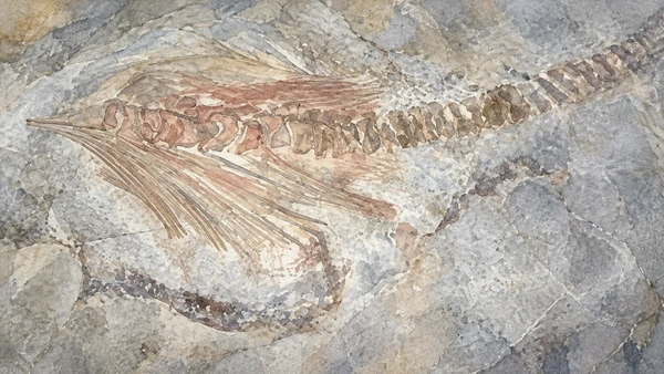 Watercolour: Detail of the ichthyosaur fossil preserved on a stone slab at Genga