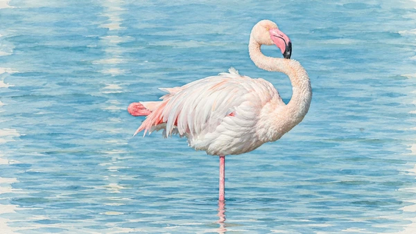 Watercolour: Greater flamingo in the waters of Molentargius, a reference-based wildlife study