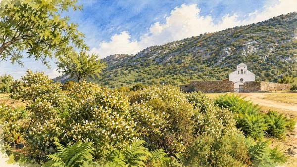 Watercolour: San Pietro di Golgo, white rural church beyond stone enclosure and flowering scrub